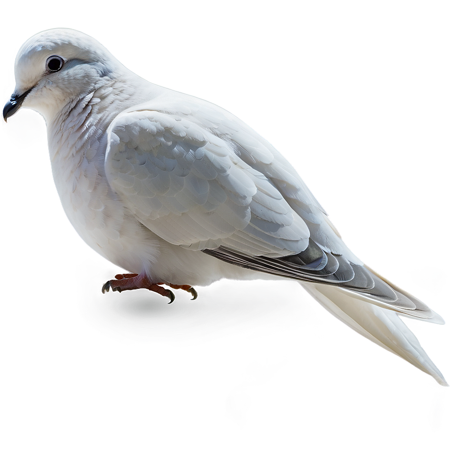 Dove Profile Png 05042024 PNG image