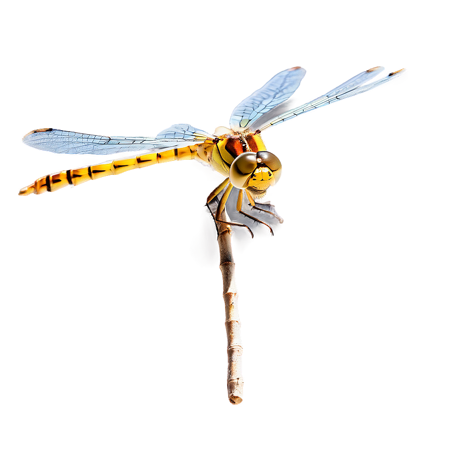 Dragonfly In Nature Png Cra38 PNG image