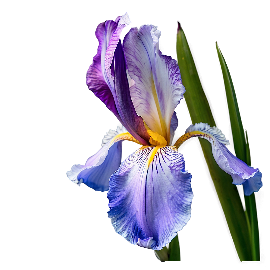 Dreamy Iris Png 33 PNG image