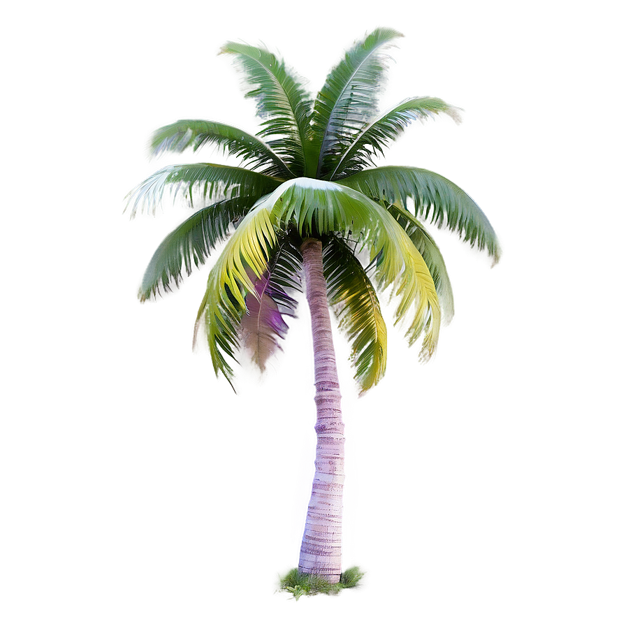 Dreamy Palm Tree Png Rbe89 PNG image