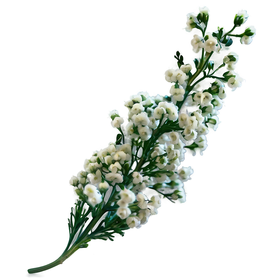 Dried Baby's Breath Decor Png 54 PNG image