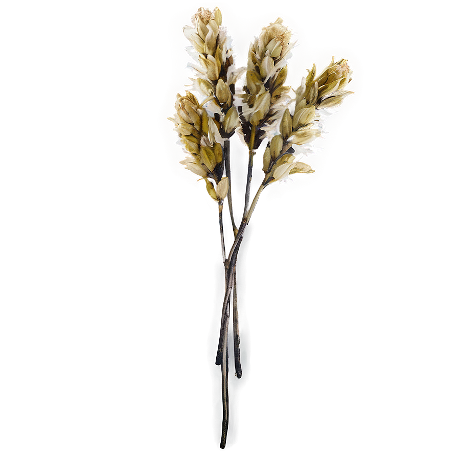 Dried Flowers D PNG image