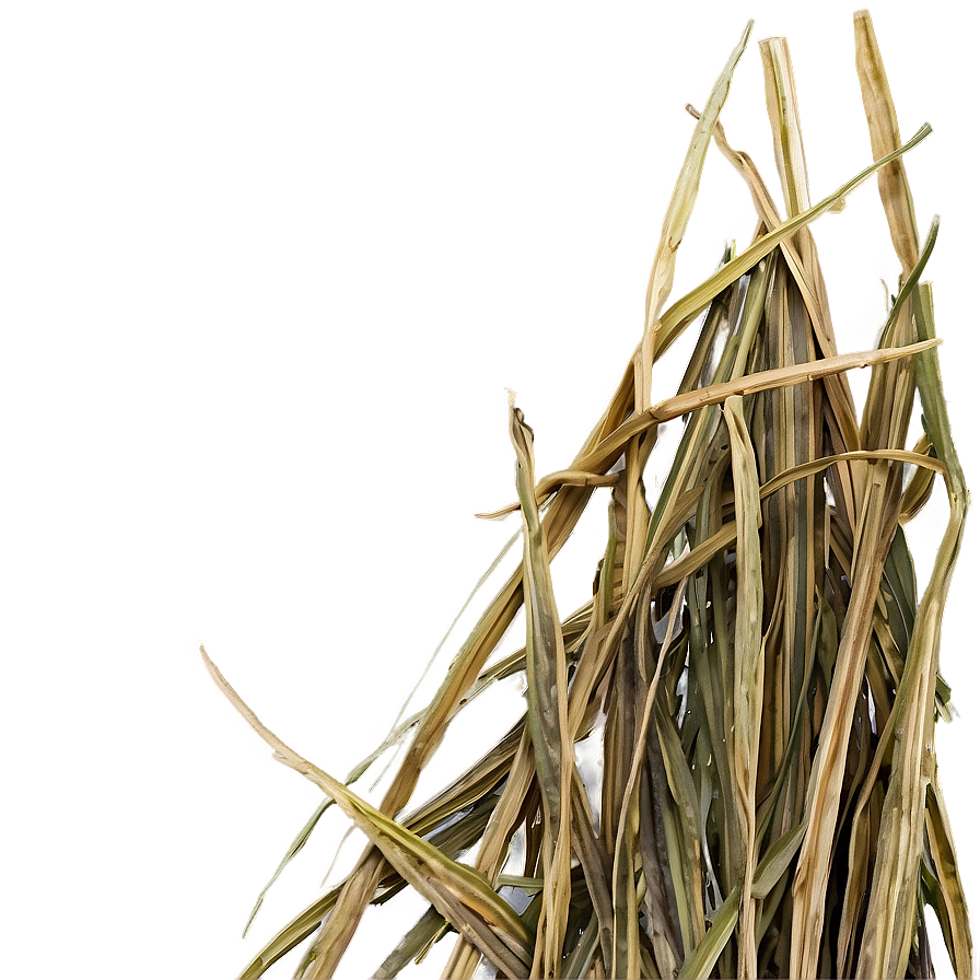 Dried Grass Clippings Png 49 PNG image