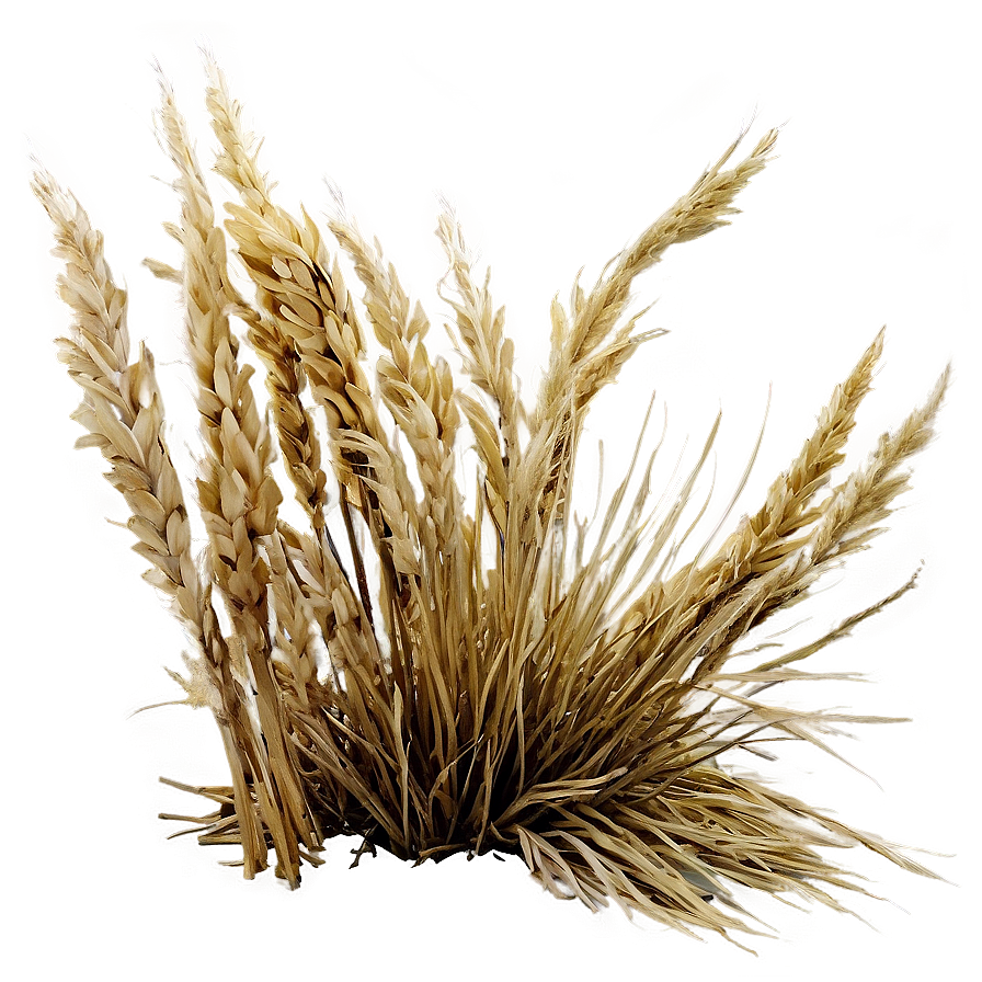 Dried Grass Field Png Dgm89 PNG image