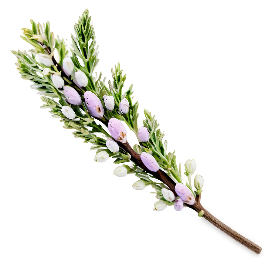 Dried Heather Decoration Png 06122024 PNG image