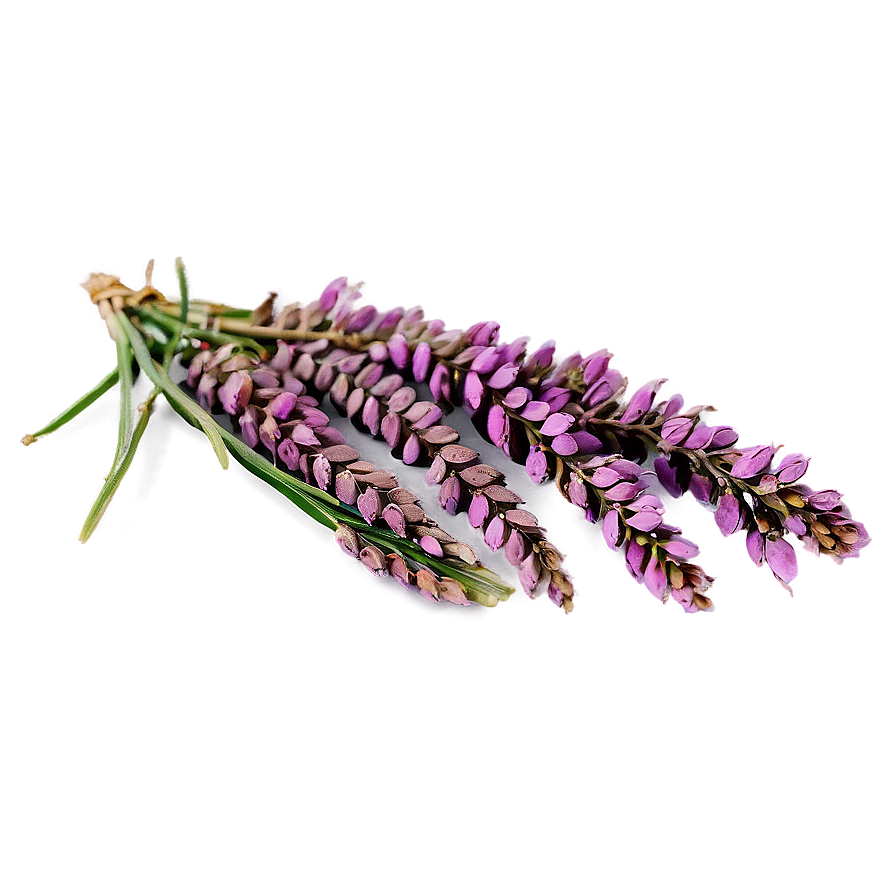 Dried Heather Decoration Png 82 PNG image