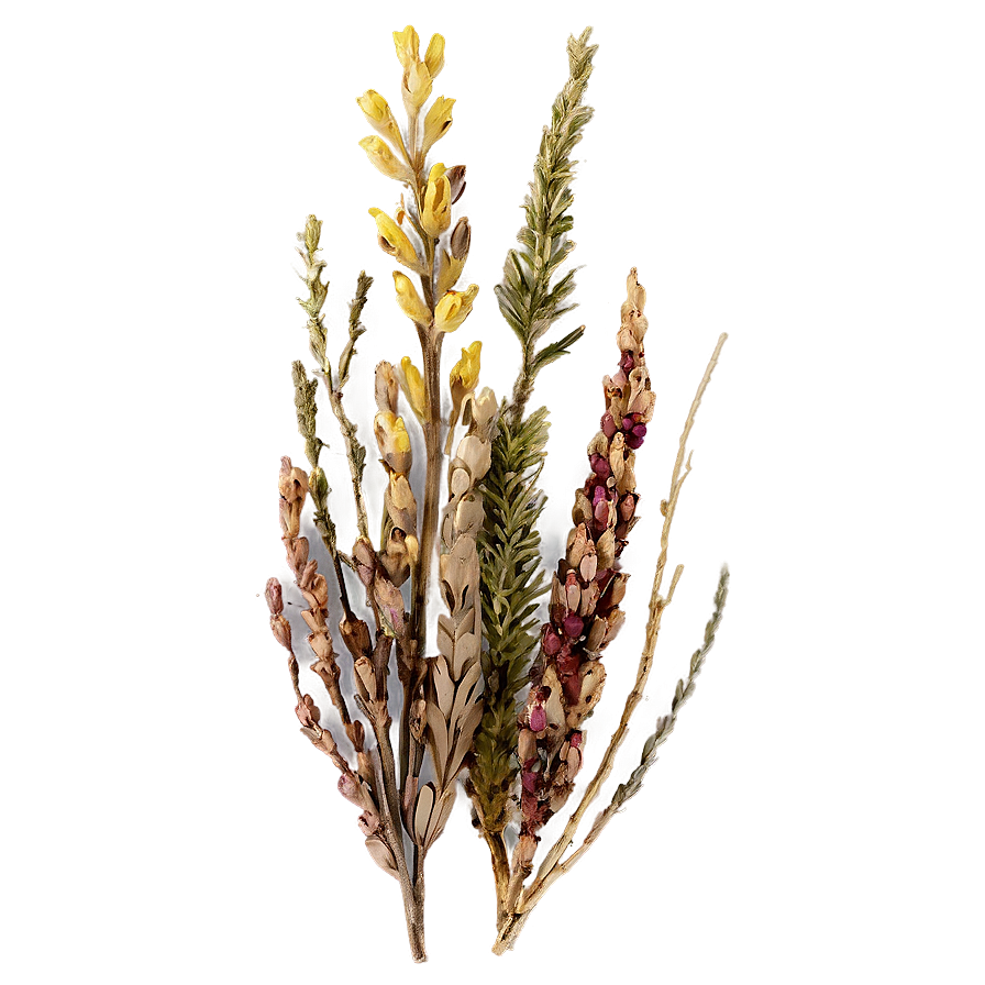 Dried Heather Decoration Png Tbs PNG image