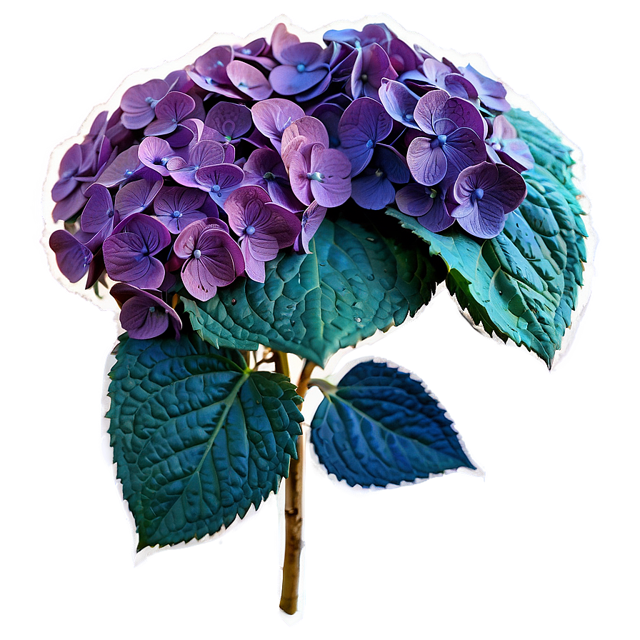 Dried Hydrangea Png 05242024 PNG image