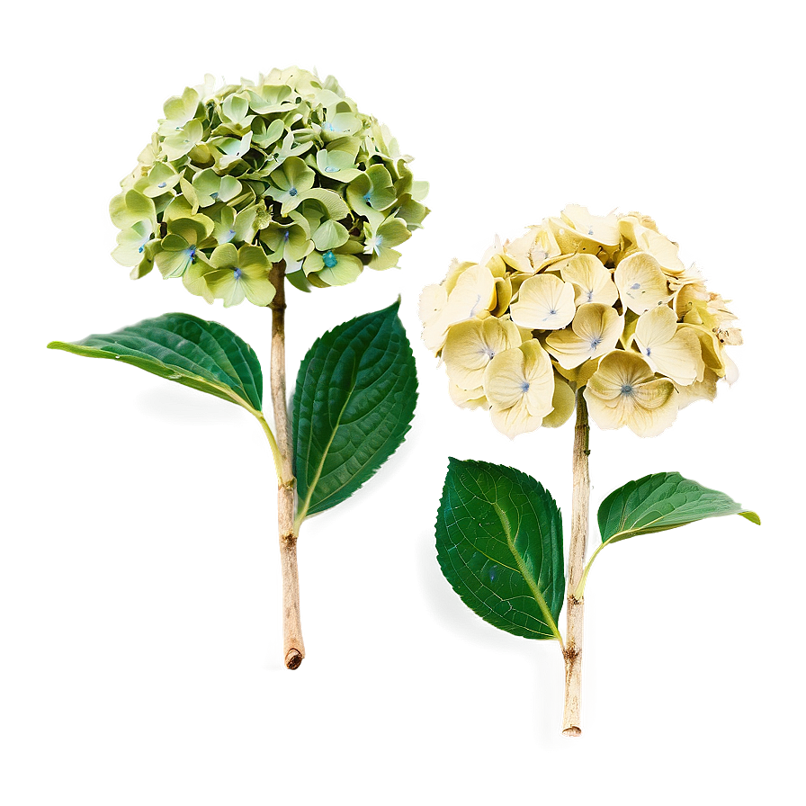 Dried Hydrangea Png Wjc64 PNG image