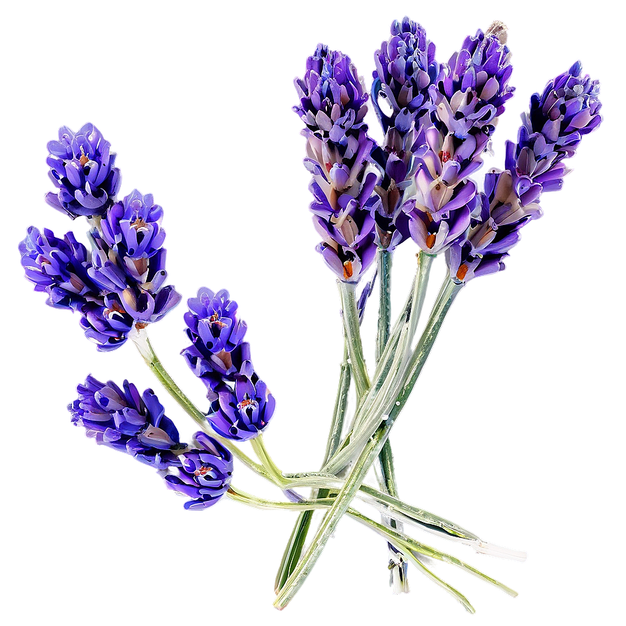 Dried Lavender Bunch Png 05062024 PNG image