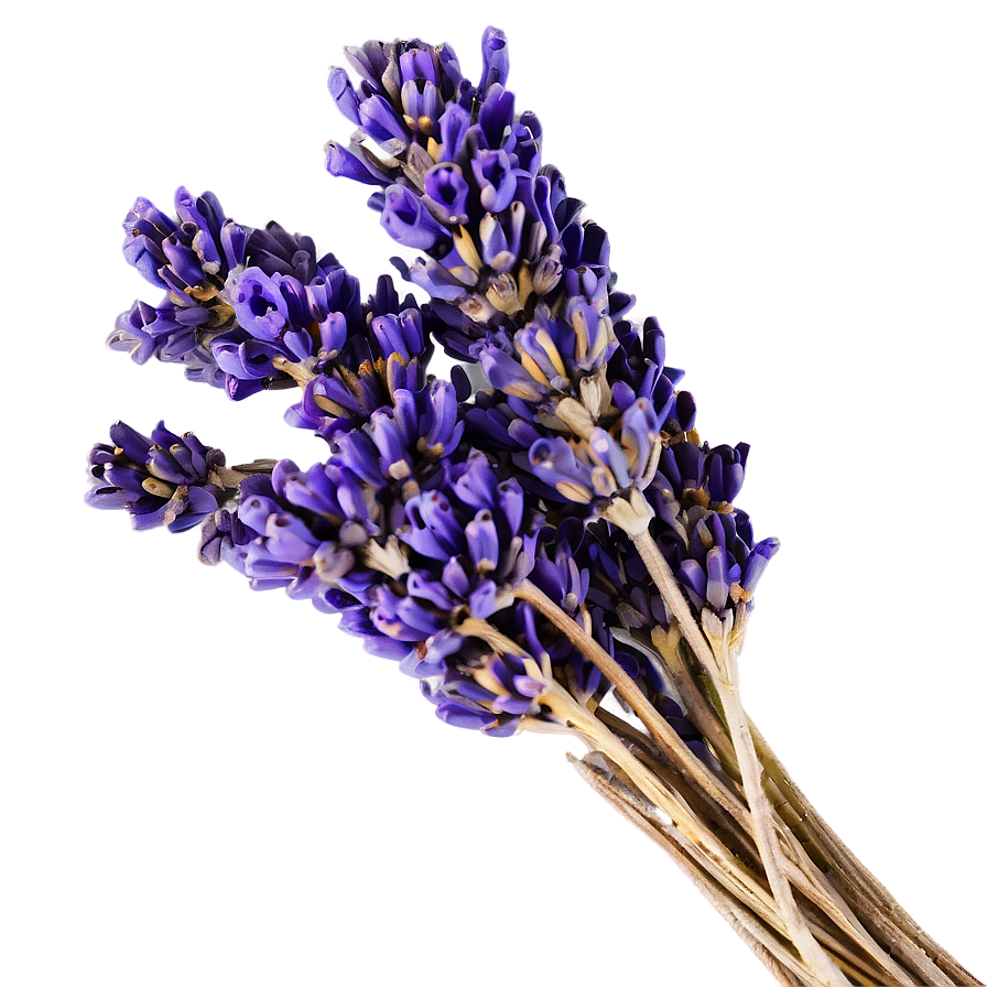 Dried Lavender Bunch Png Dtq39 PNG image