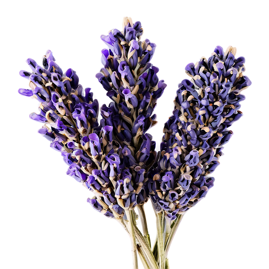 Dried Lavender Bunches Png 06122024 PNG image