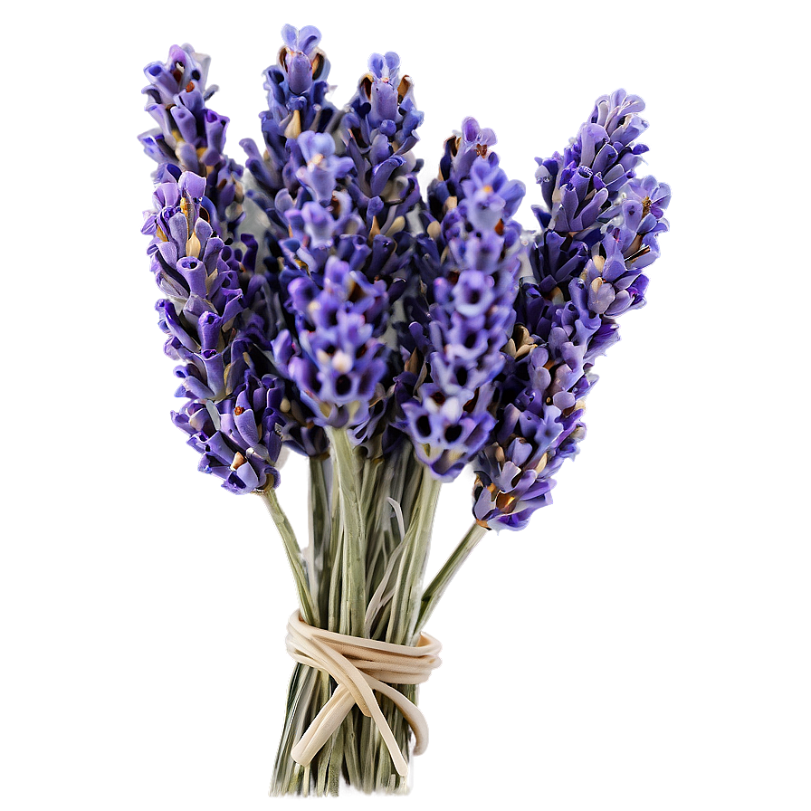 Dried Lavender Bunches Png 06122024 PNG image