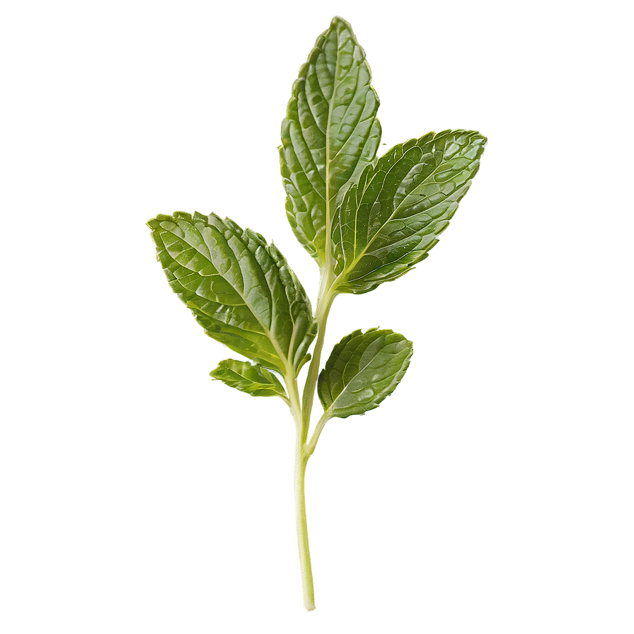 Dried Mint Leaves Png Gbd PNG image