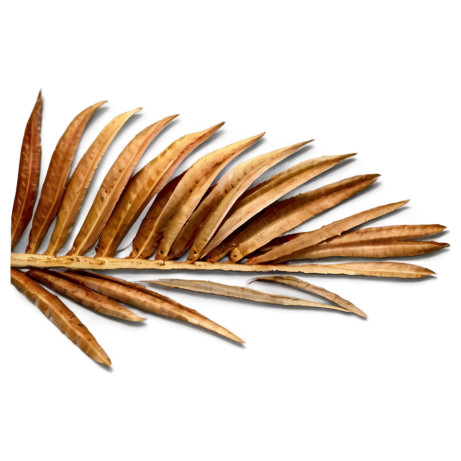 Dried Palm Leaves Png Rmt PNG image