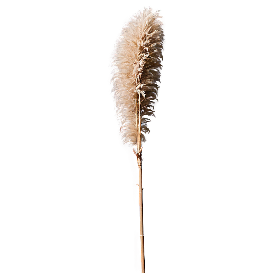 Dried Pampas Grass Png Oii PNG image