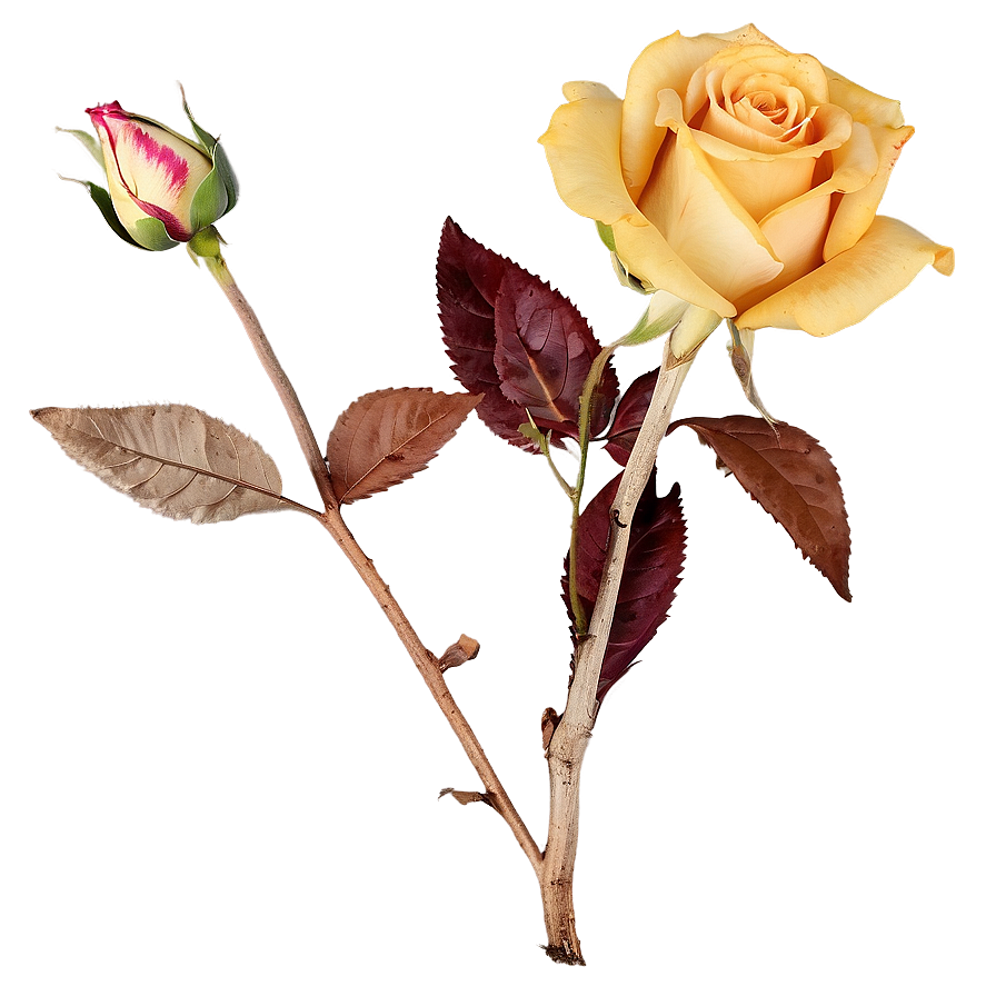 Dried Roses Arrangements Png Imy16 PNG image