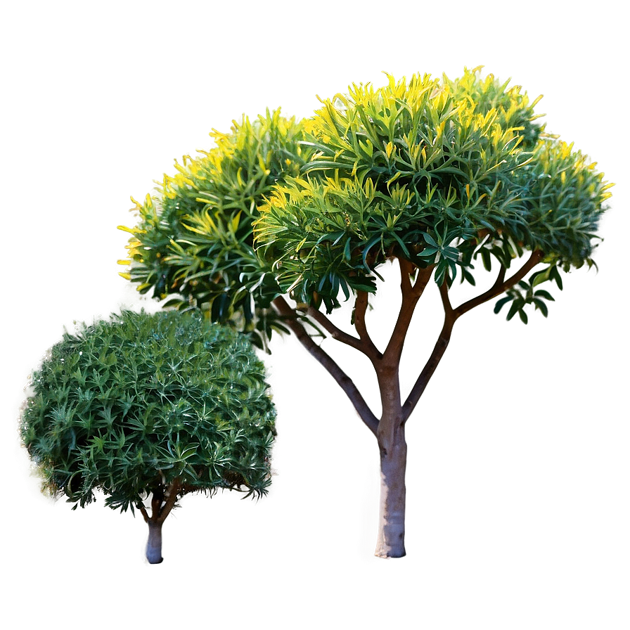 Drought Tolerant Shrubs Png Vvw PNG image