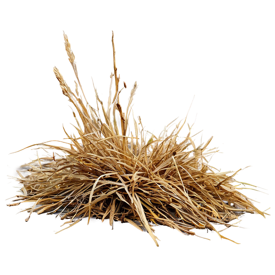 Dry Dead Grass Png 44 PNG image