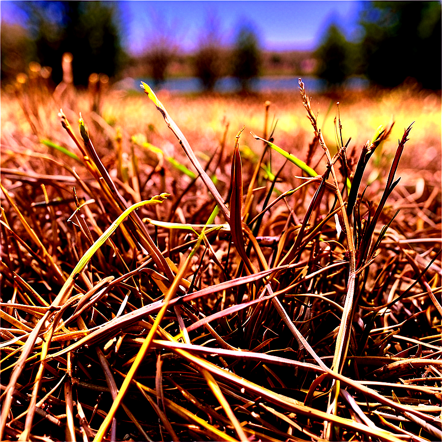 Dry Dead Grass Png Rff PNG image