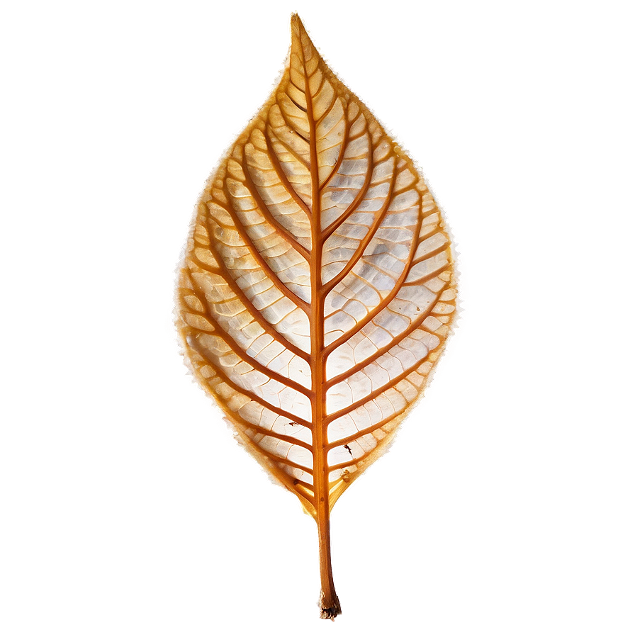 Dry Leaf Png 05032024 PNG image