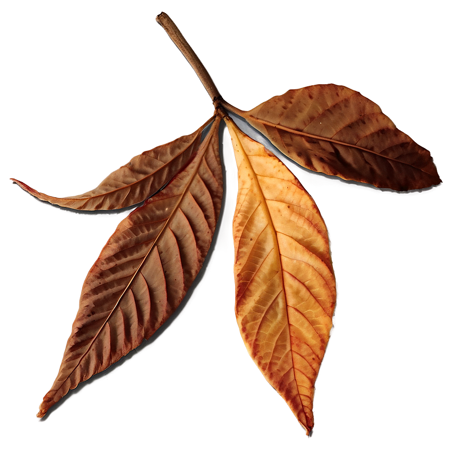 Dry Leaves Png 05042024 PNG image