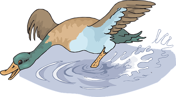 Duck Landingon Water Illustration PNG image