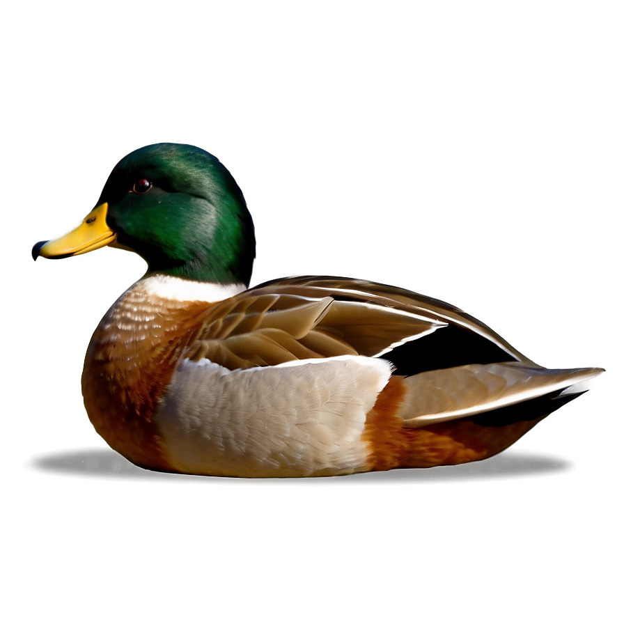 Duck Tail Png 06242024 PNG image