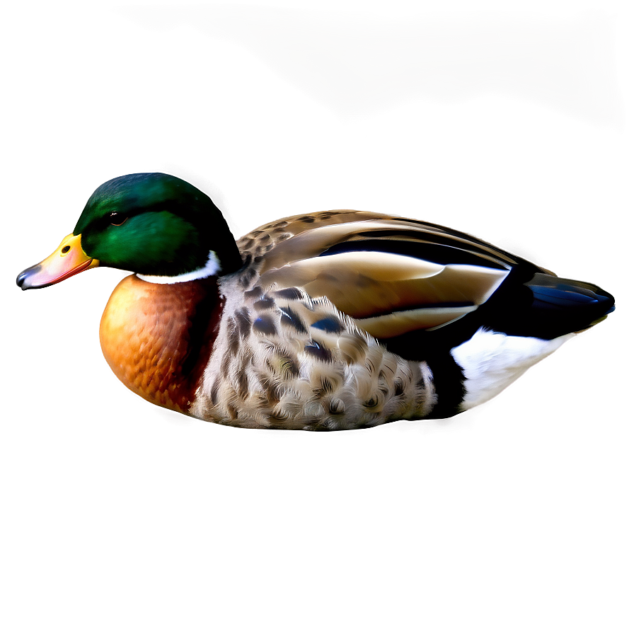 Duck Tail Png Sjd PNG image