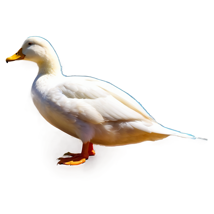 Duck Tail Png Wgy60 PNG image