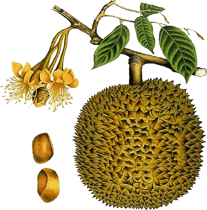 Durian Fruit Branch Flowers Seeds Illustration PNG image