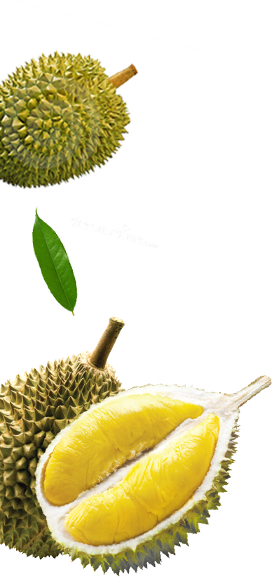 Durian Fruit Wholeand Sectioned PNG image