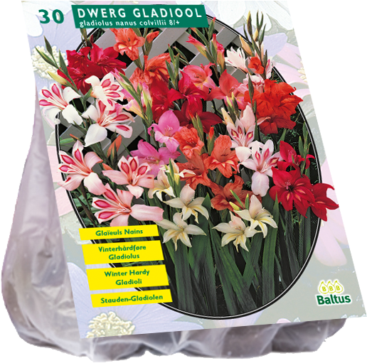 Dwarf Gladiolus Bulb Packaging PNG image