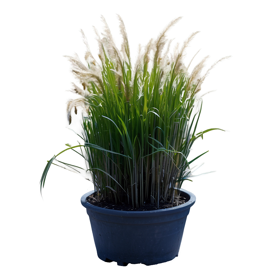 Dwarf Ornamental Grass Png 81 PNG image