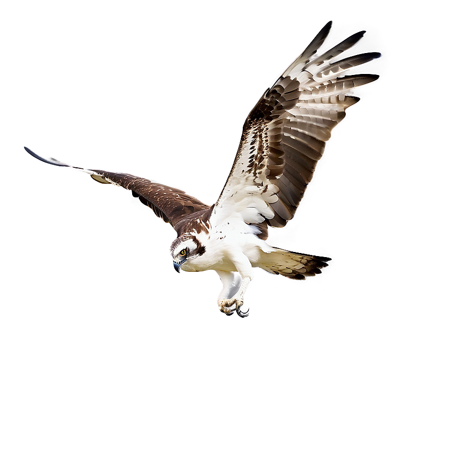 Dynamic Osprey Takeoff Png Mwe PNG image