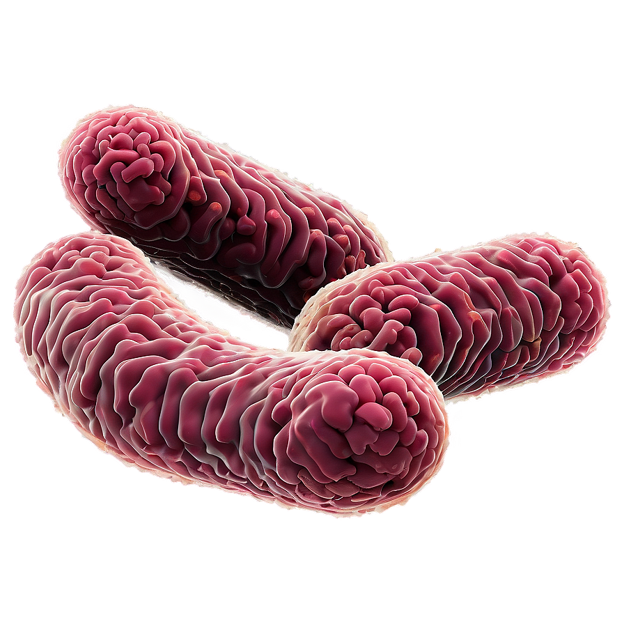 E. Coli Bacteria Png 18 PNG image