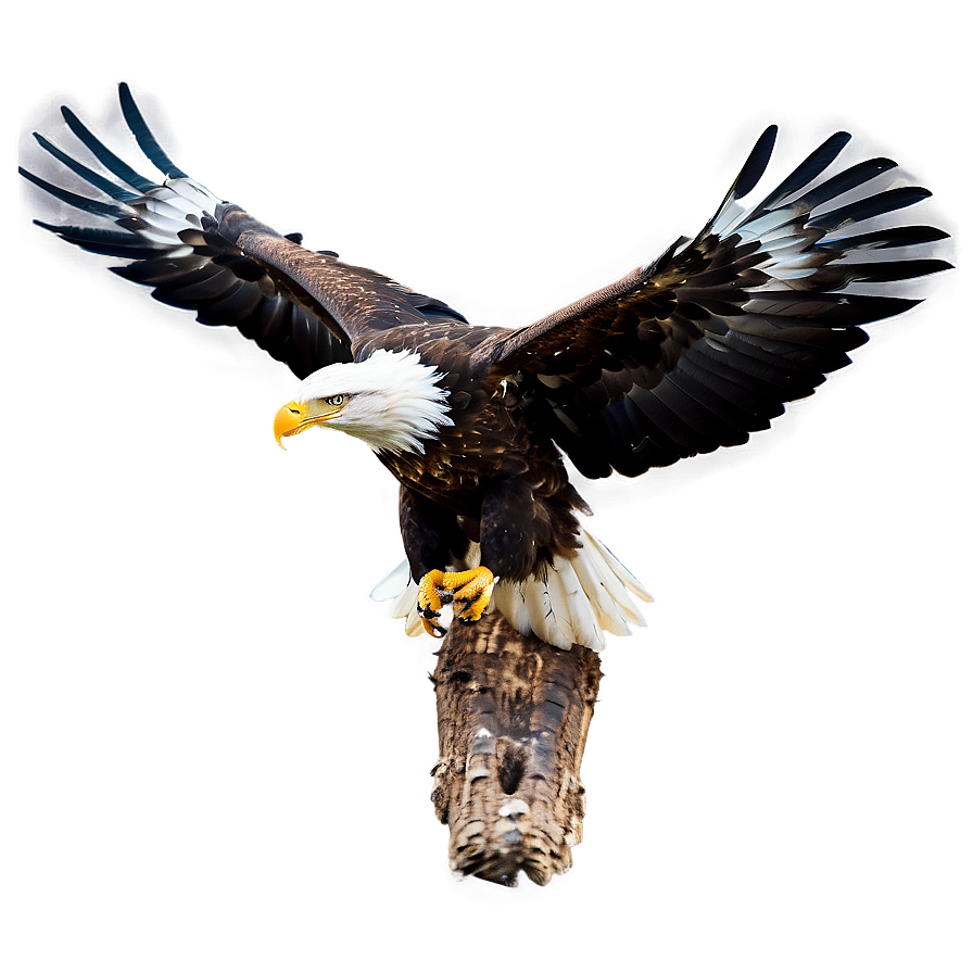 Eagle Bird Soaring Png Yly41 PNG image