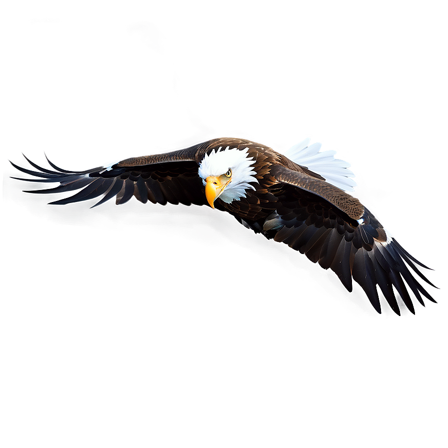 Eagle D PNG image