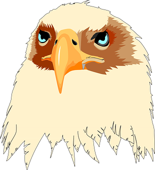 Eagle Head Illustration PNG image