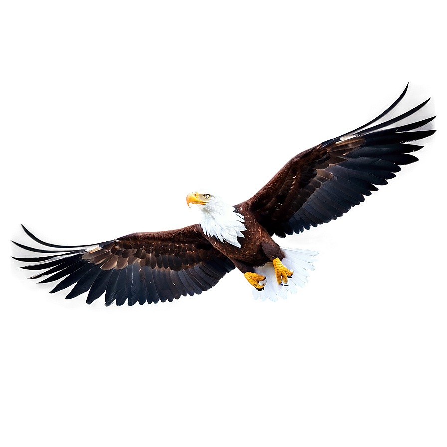 Eagle Wings D PNG image