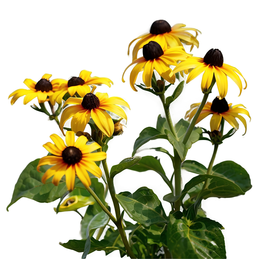 Early Bloom Black Eyed Susan Png 06282024 PNG image