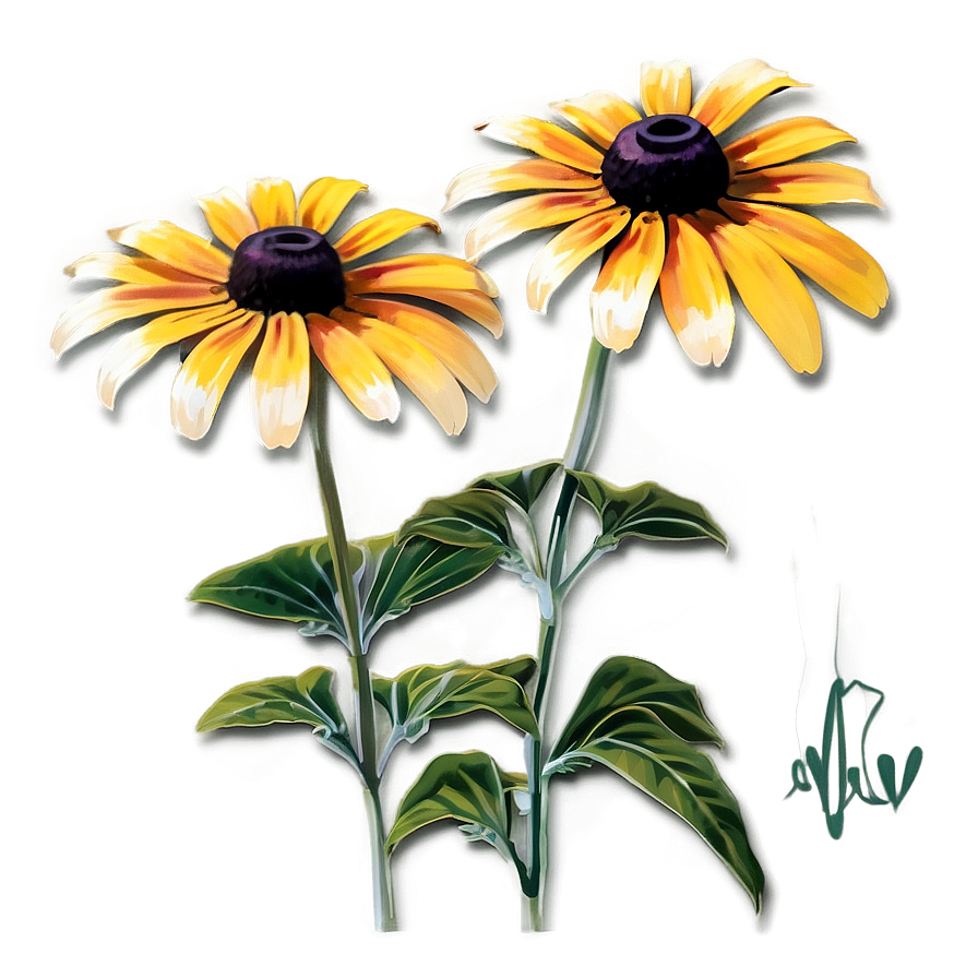 Early Bloom Black Eyed Susan Png 13 PNG image