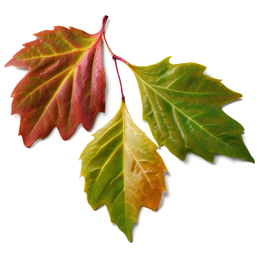 Early Fall Leaves Png 53 PNG image