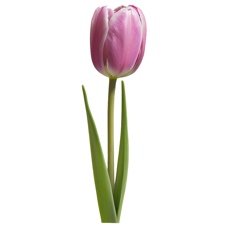 Early Spring Tulips Png Sqa PNG image