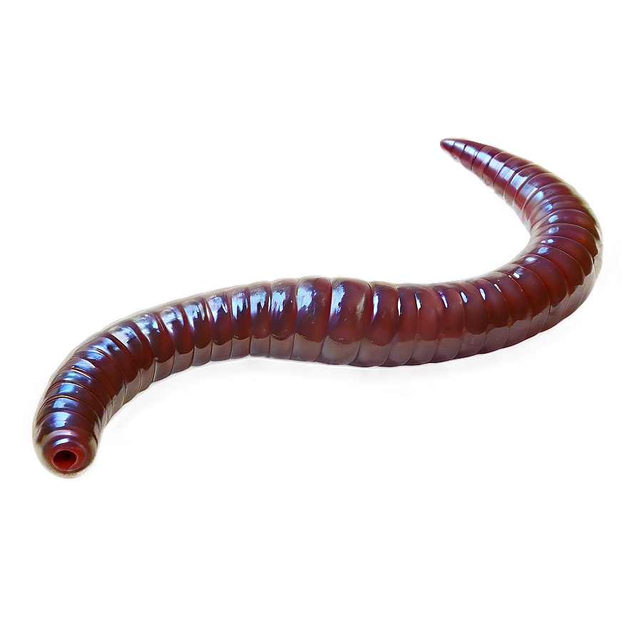 Earthworm B PNG image