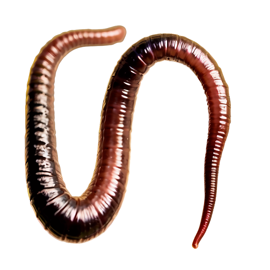 Earthworm Breeding Information Png Lux40 PNG image