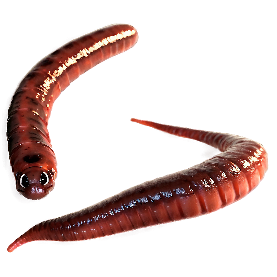 Earthworm For Kids Learning Png Arw66 PNG image