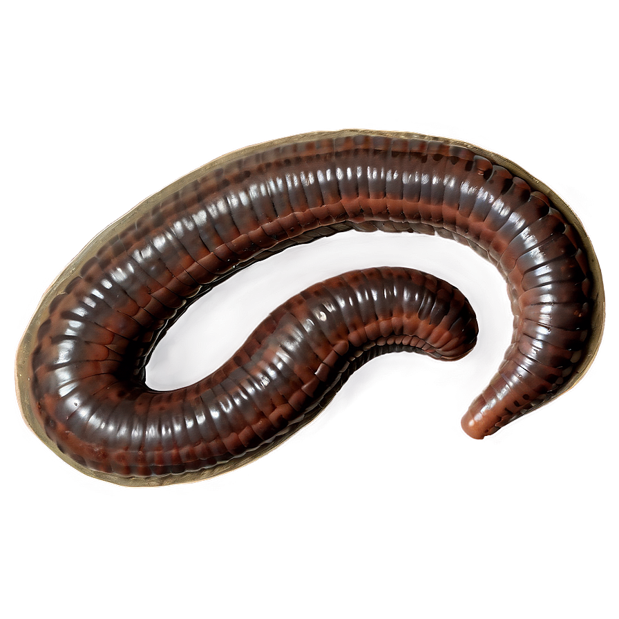 Earthworm Fossil Representation Png 65 PNG image