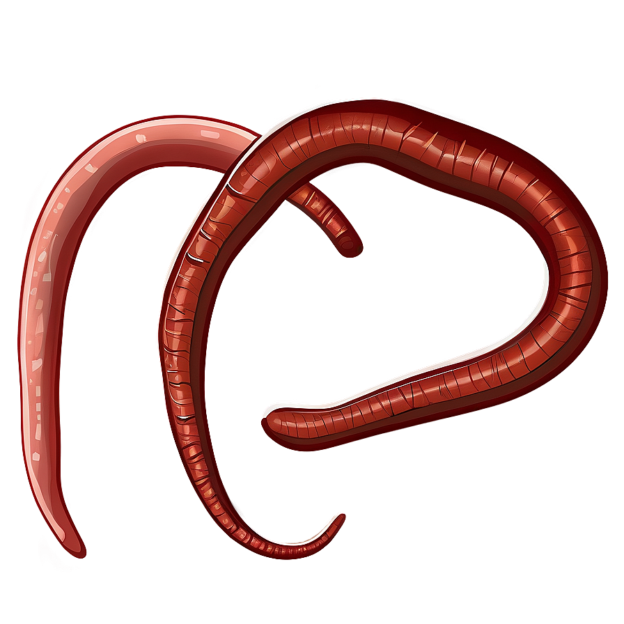 Earthworm Illustration Png 05242024 PNG image