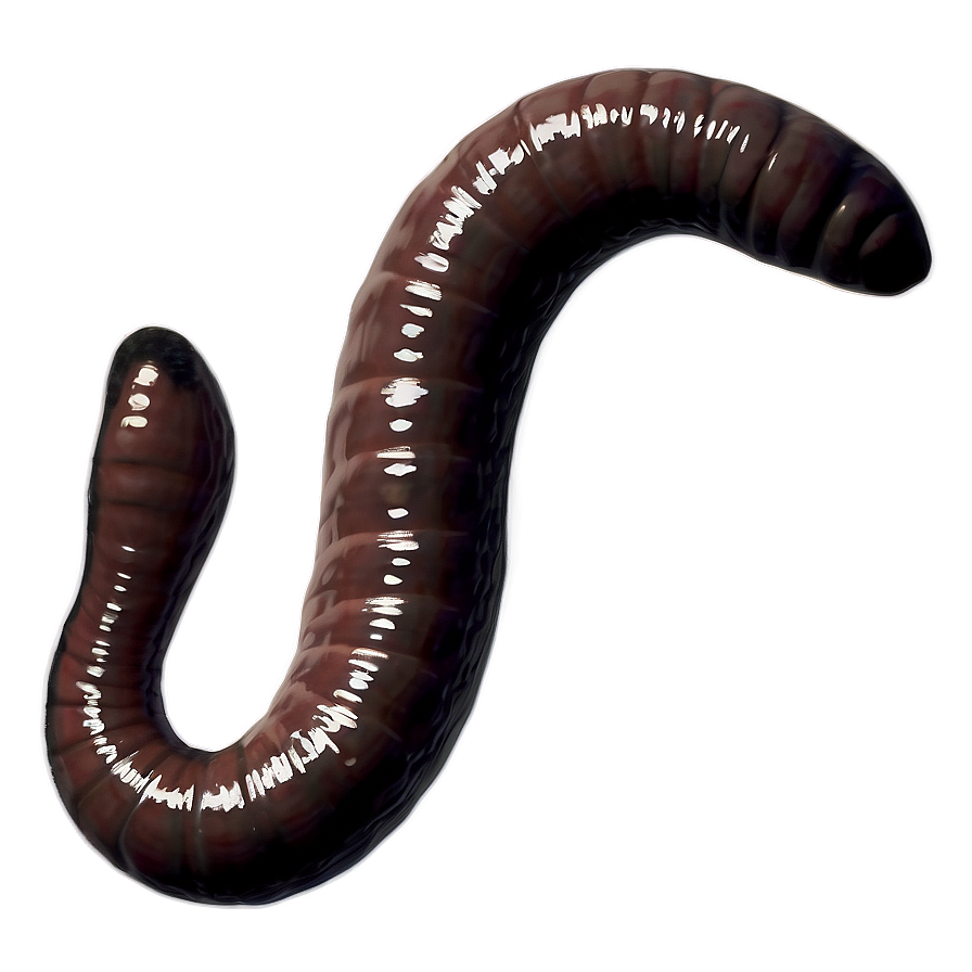 Earthworm Illustration Png 06212024 PNG image